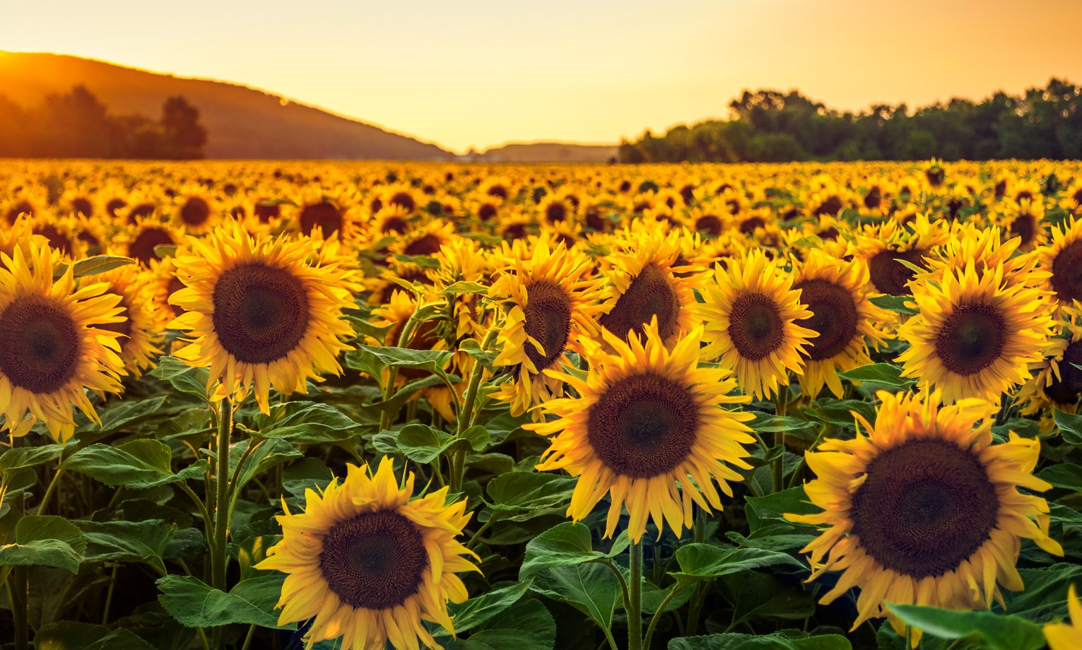 Sunflower Field at Sunset